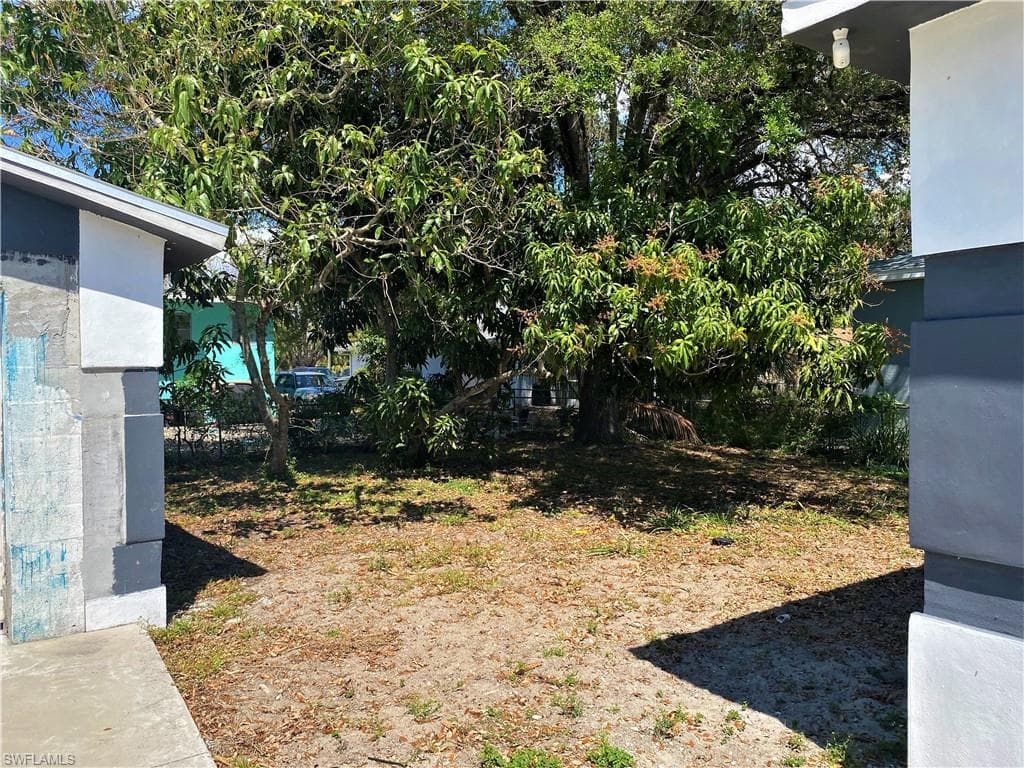 Mango Tree
