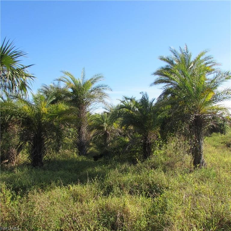 View of local wilderness