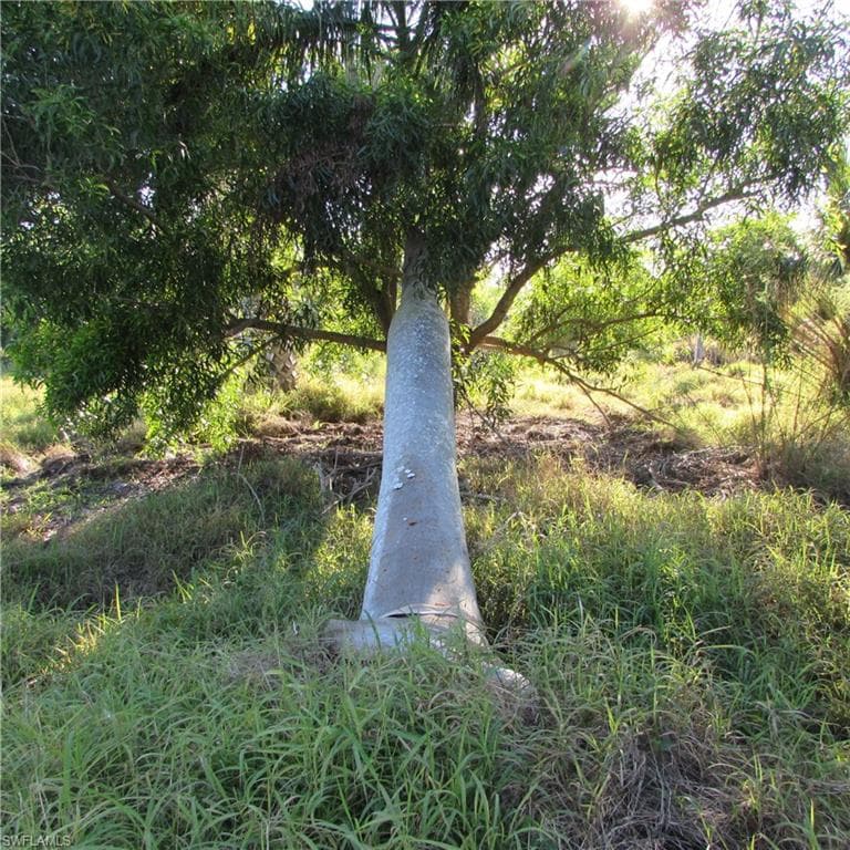 View of nature