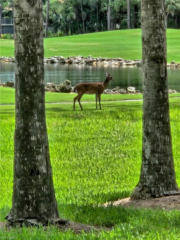 Deer sightings nightly