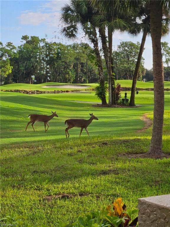 Deer Sightings Daily