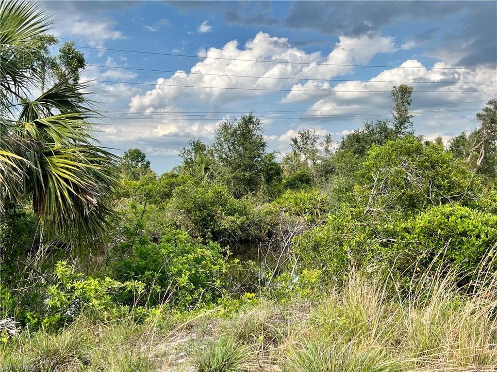 View of local wilderness