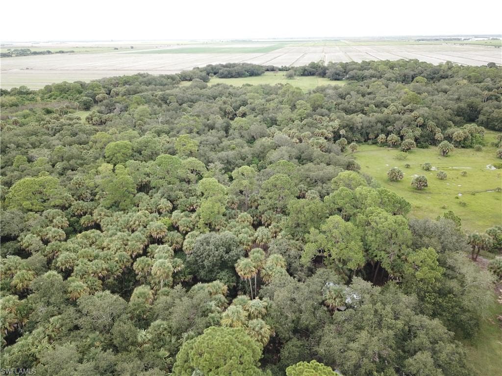 Drone / aerial view of a forest