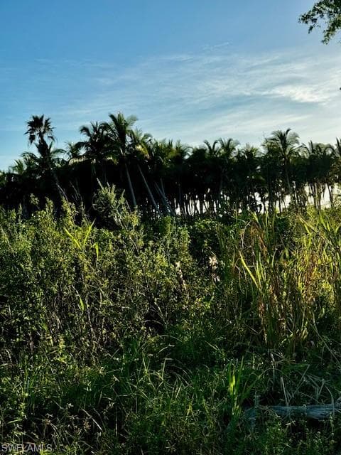 View of nature