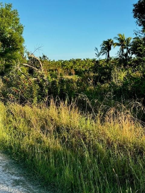 View of local wilderness