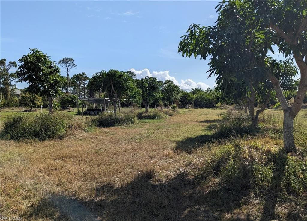 12 Mango trees with irrigation