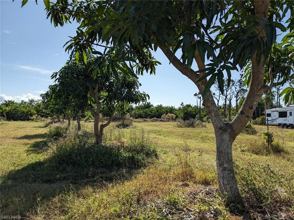 12 Mango trees