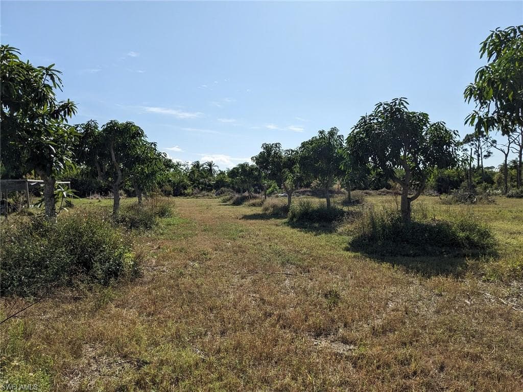 Irrigated mango trees