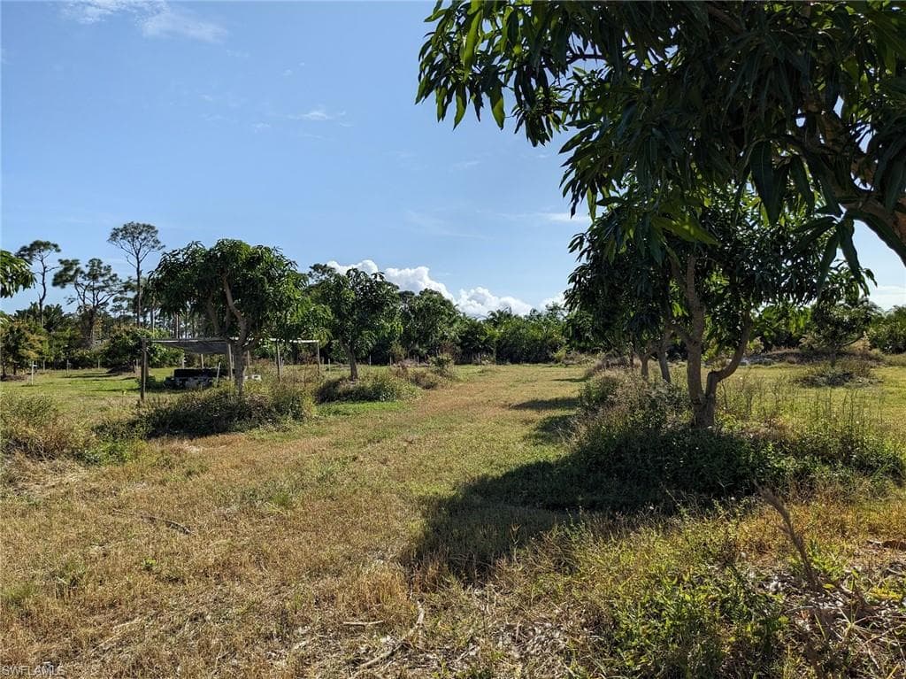 Irrigated Lychee & Mango trees