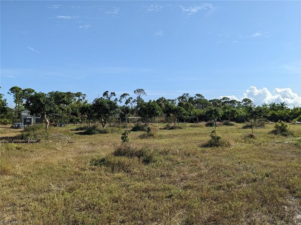 6 Lychee trees