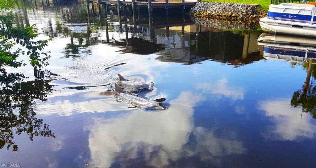 Flipper & Friend--A Dolphin Duo Dancing in Your Backyard