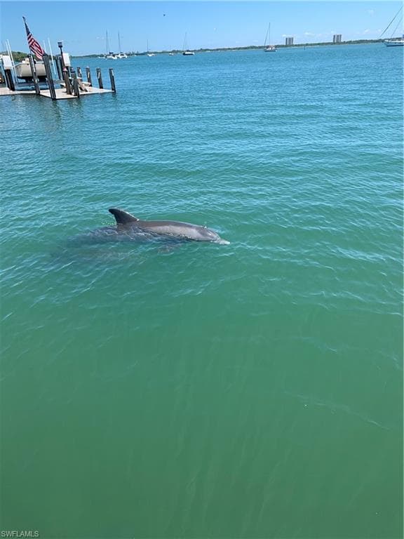 Enjoy the dolphins playing