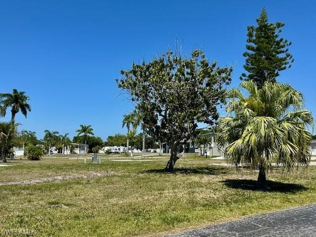 Mango tree in your own backyard