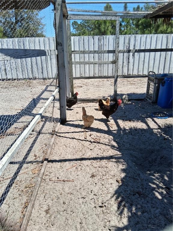 Chickens