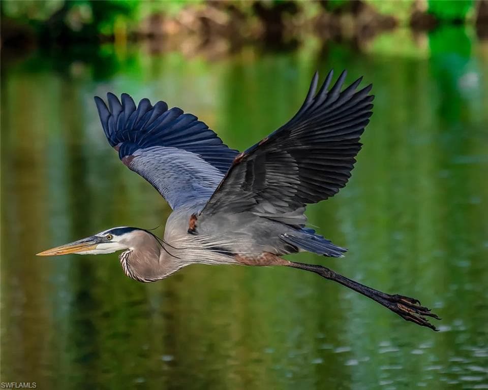 Collier's Reserve is an Audubon Signature Sanctuary Community Home to Just 224 Single-Family Estates w/in 2 Miles of Vanderbilt Beach