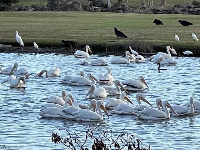 White Pelicans Visit The Forest