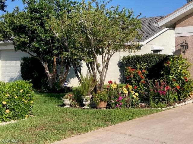 May 2024 View of shrubs, trees & flowers & rosemary bush in pot.