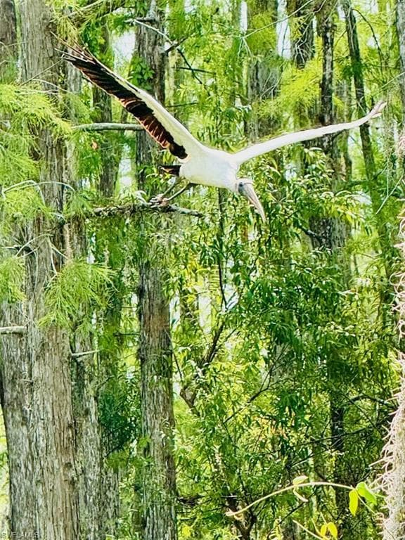 Woodstork in the preserve