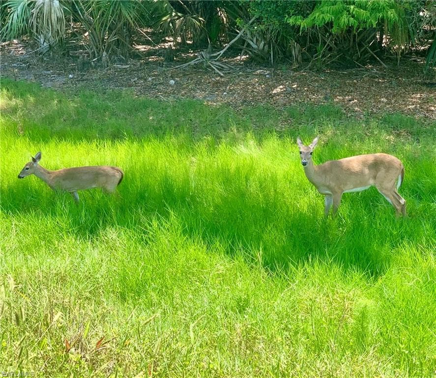 Deer on property
