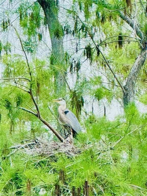 Great Blue Heron nestingAudubon sanctuary